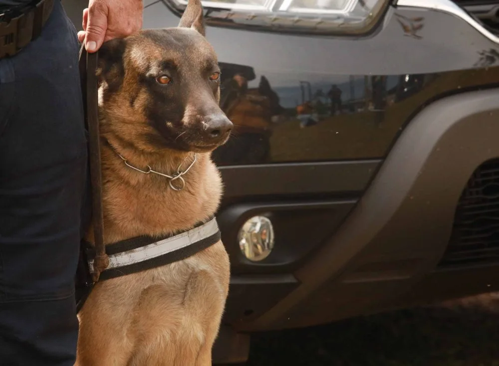 Guarda Municipal de Cascavel realiza treinamento com cães para aprimorar técnicas de detecção