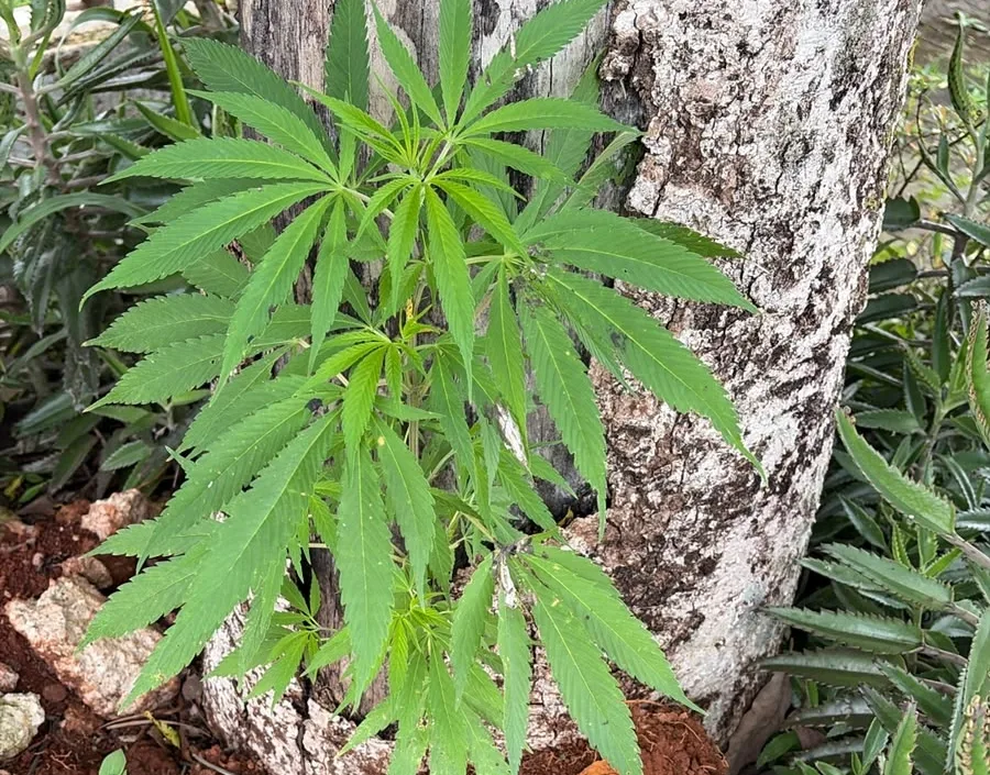 Polícia Militar apreende pé de maconha em via pública no bairro São Cristóvão