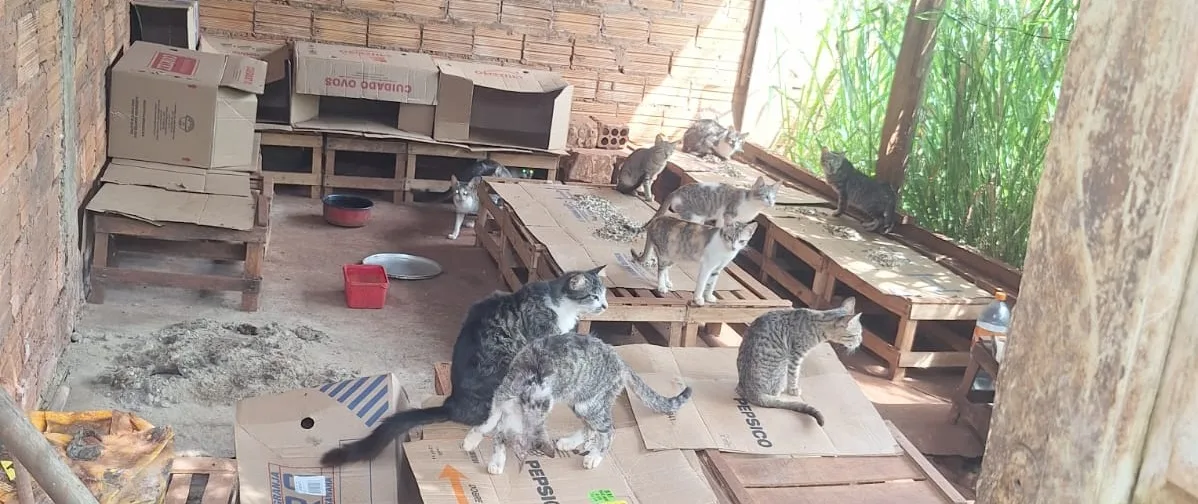Polícia resgata 39 animais vítimas de maus-tratos em Paranapoema