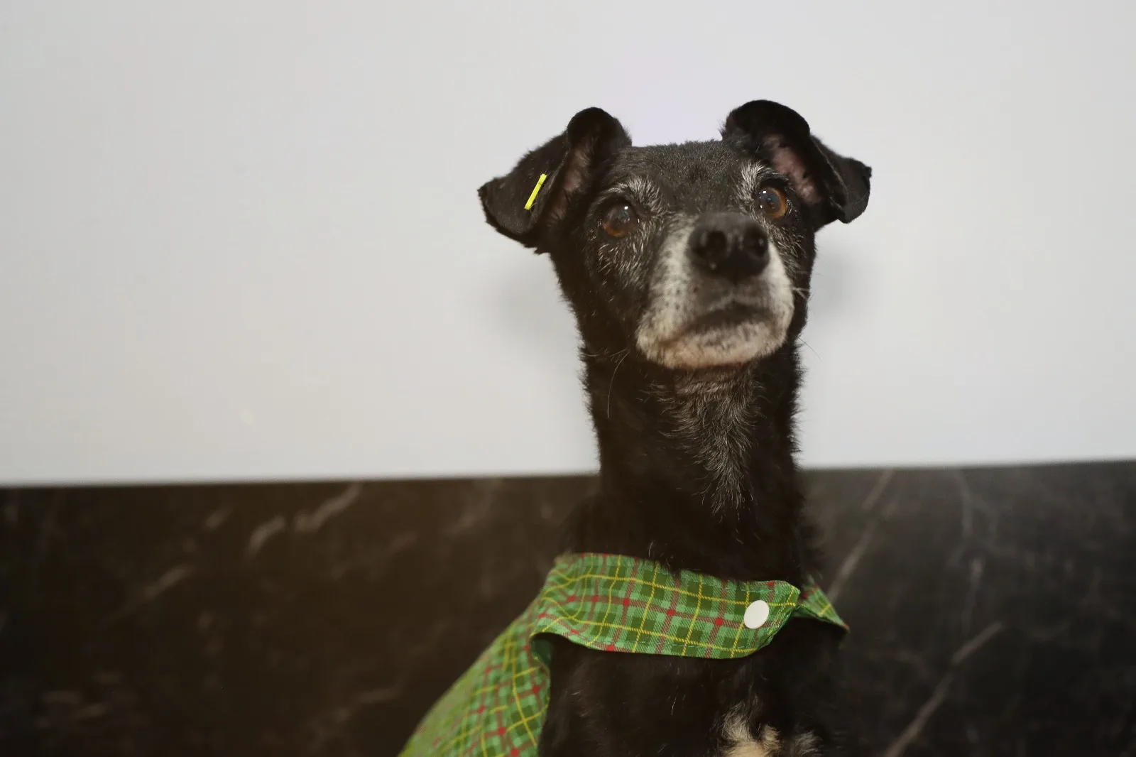Prefeitura busca famílias para acolher cães e gatos resgatados de maus-tratos em Cascavel