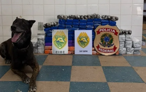Cão farejador da PM localiza mais de 80 kg de drogas escondidos em caminhão apreendido em Guarapuava
