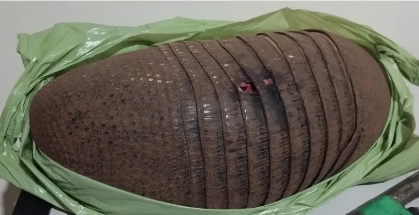 Homem é preso com arma modificada e tatu abatido durante caça ilegal em Santa Maria do Oeste