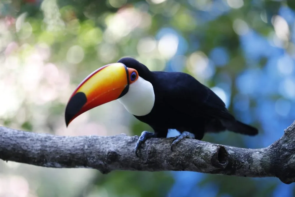 Zoo de Cascavel estará fechado neste fim de semana por questões de segurança