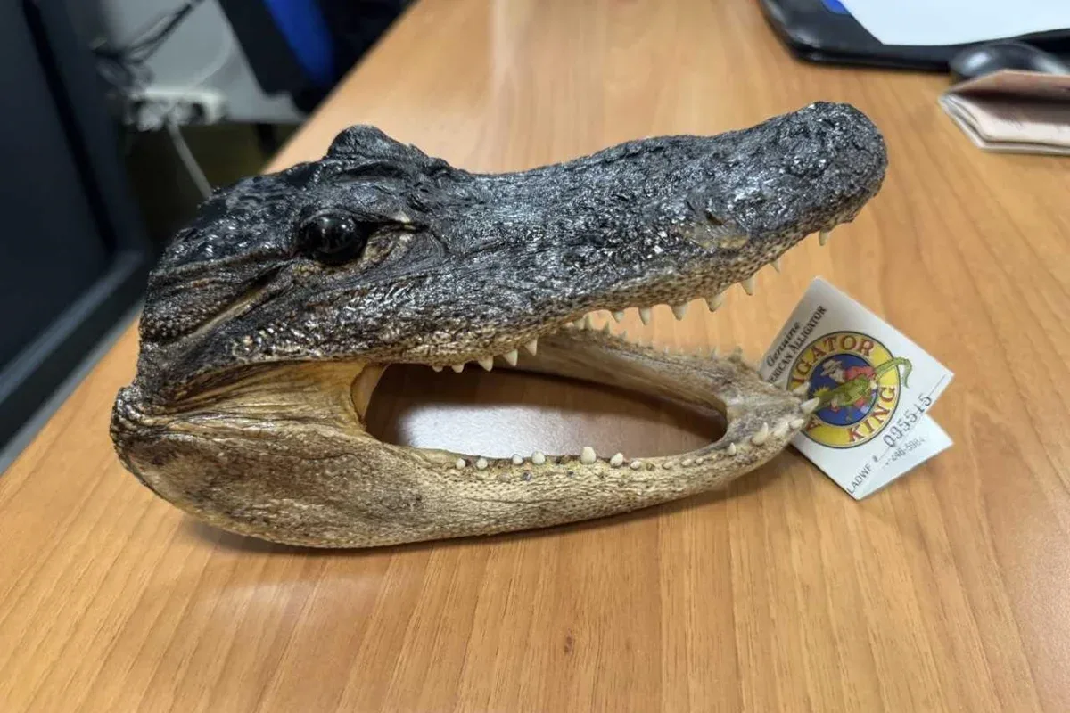 Homem é flagrado com cabeça de crocodilo na bagagem