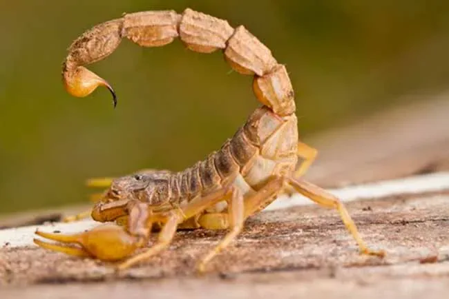 Encontrou escorpião amarelo? Veja os cuidados