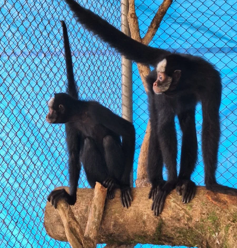 Zoológico recebe duas macacas-aranha ameaçadas de extinção